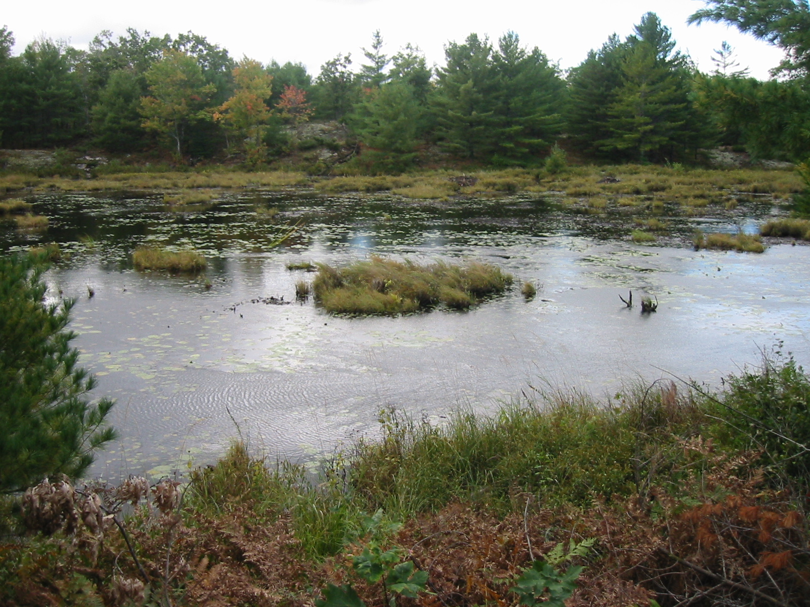 Ponds and Marshes.