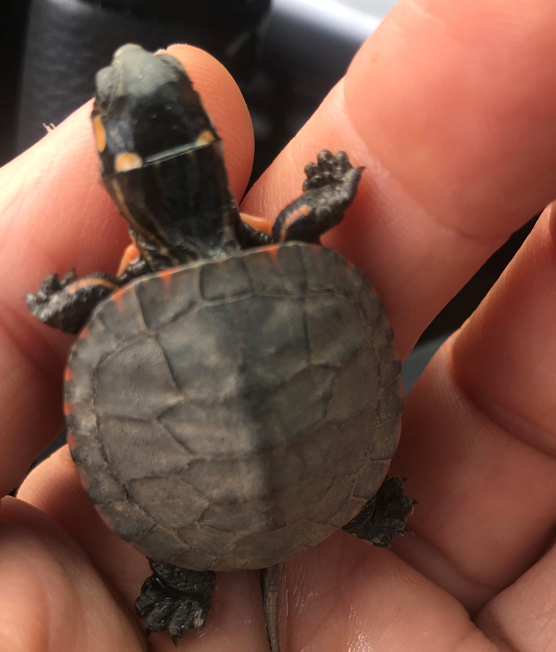 Should We Stay or Should We Go Now? A Painted Turtle Hatchling Dilemma