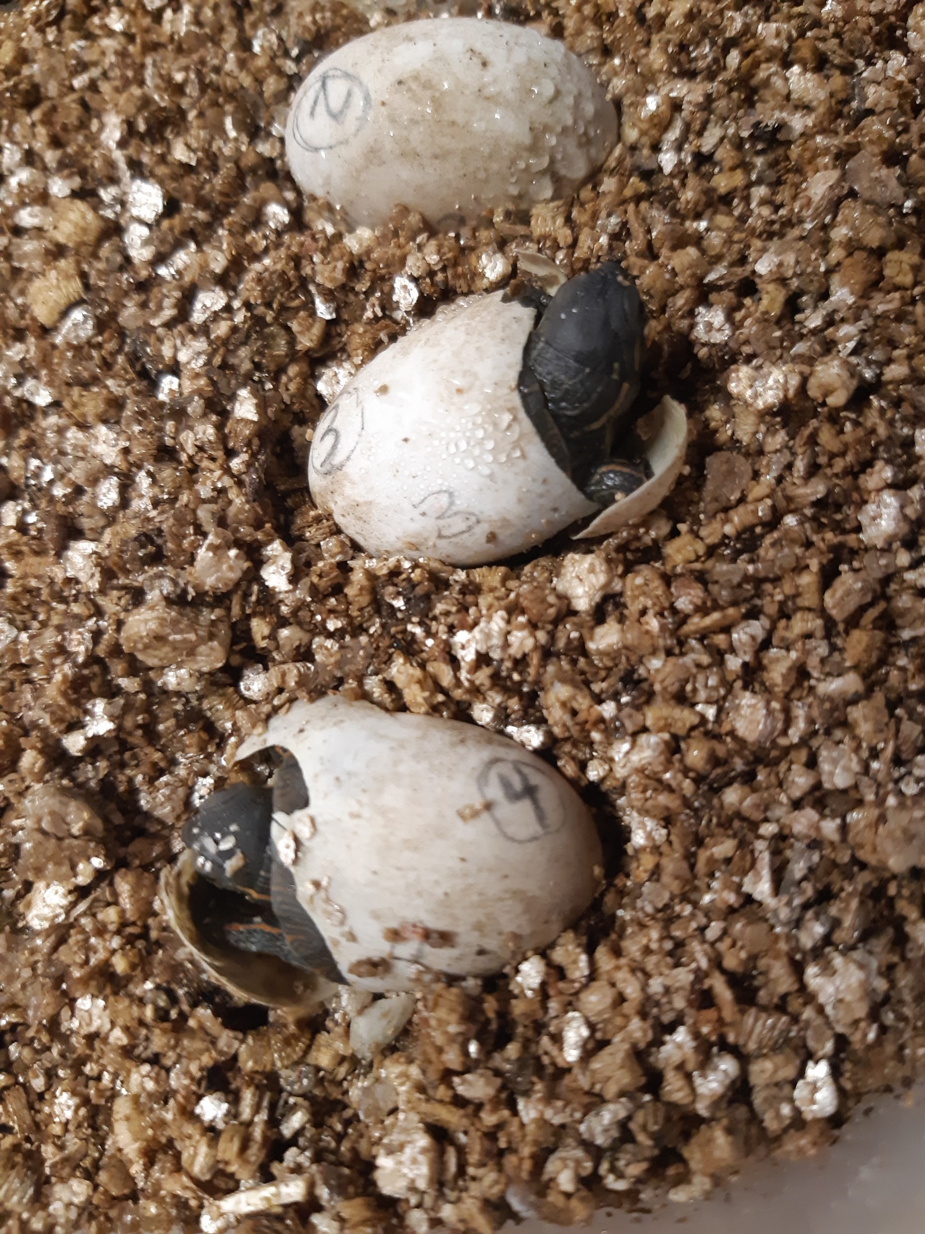 how to care for turtle eggs without an incubator