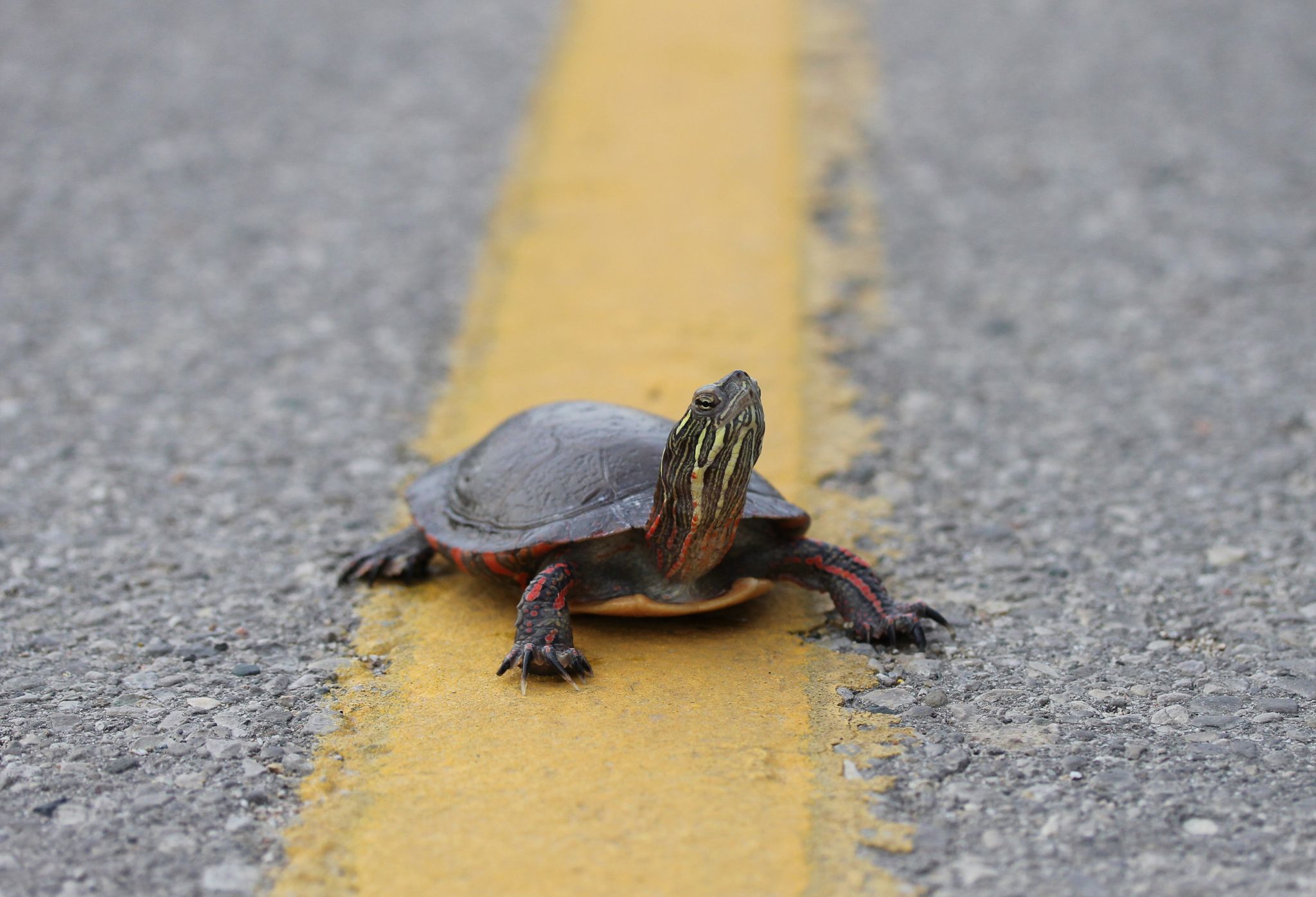 Turtles Know Where They are Going