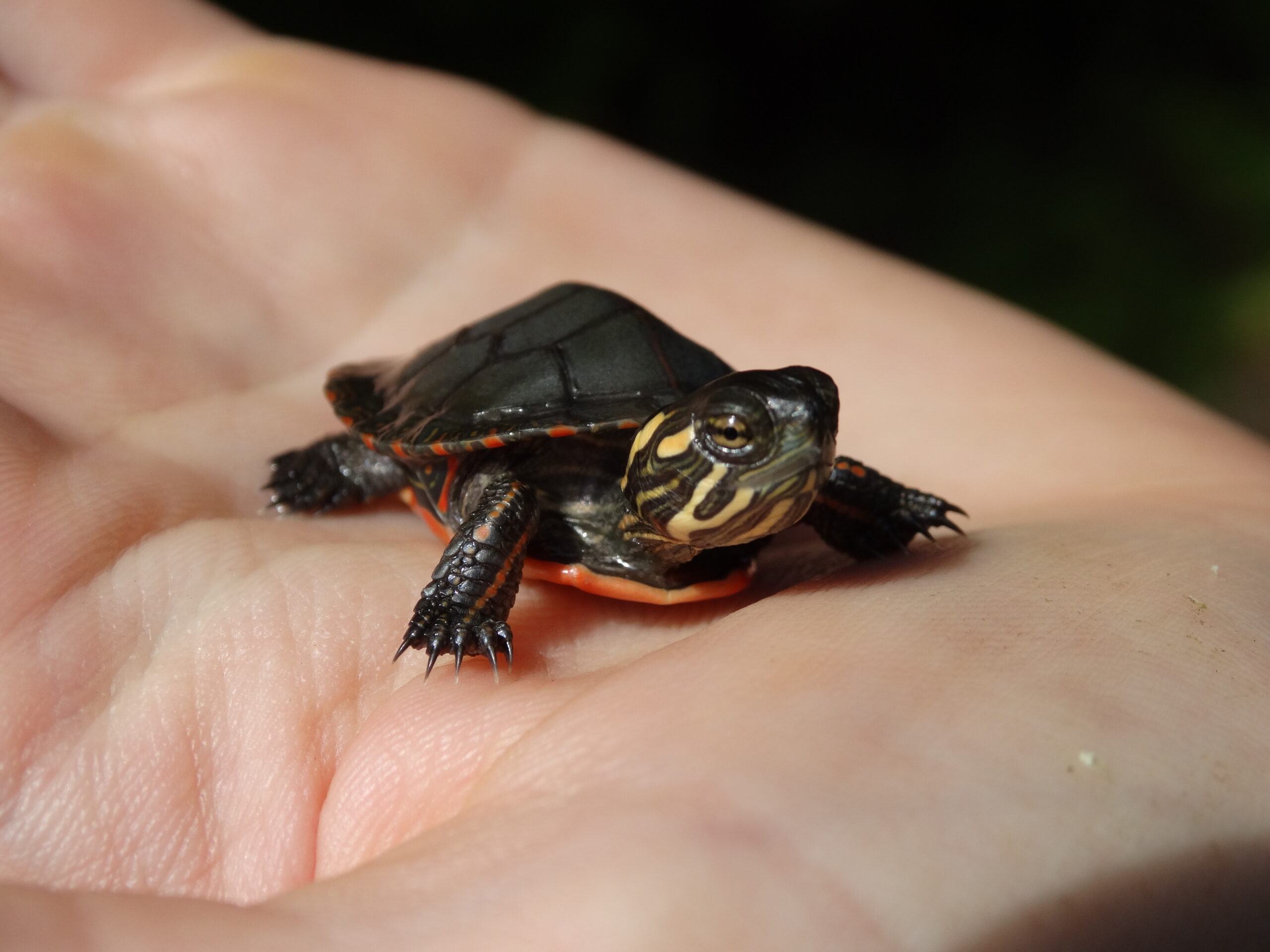 painted hatchling