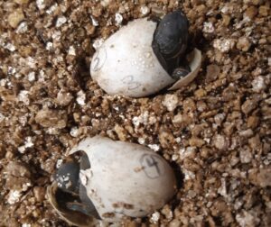 hatchlings 2