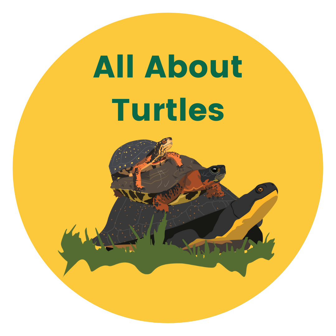 All about turtless