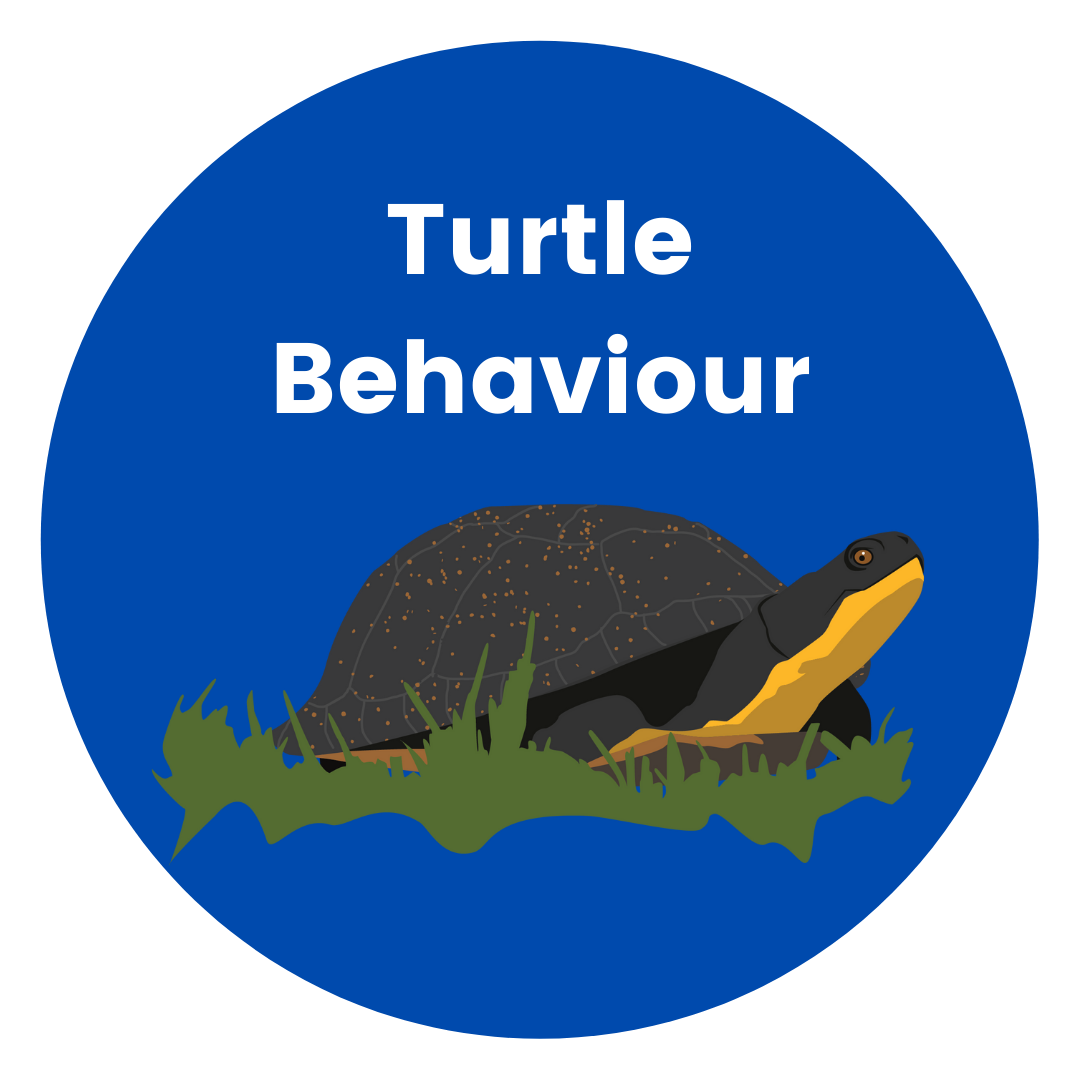 Turtle Behaviour