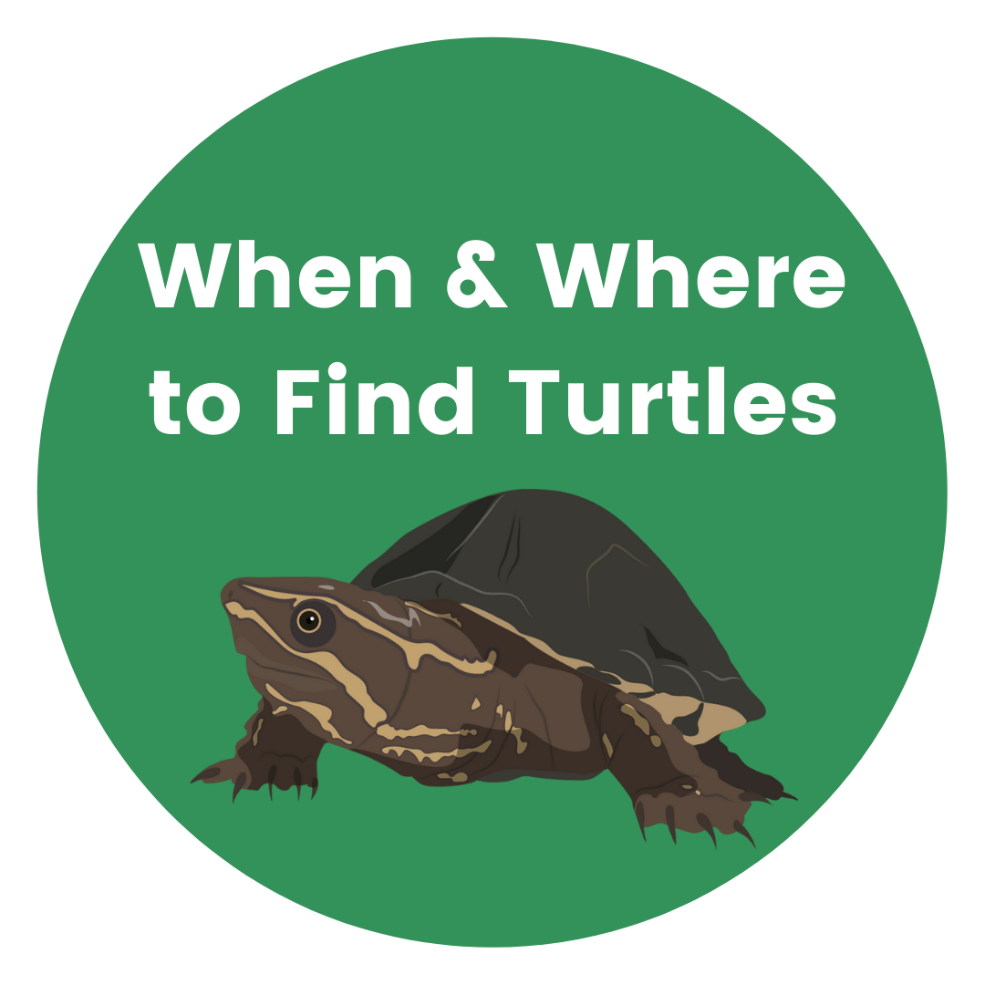 When and Where to Find Turtles