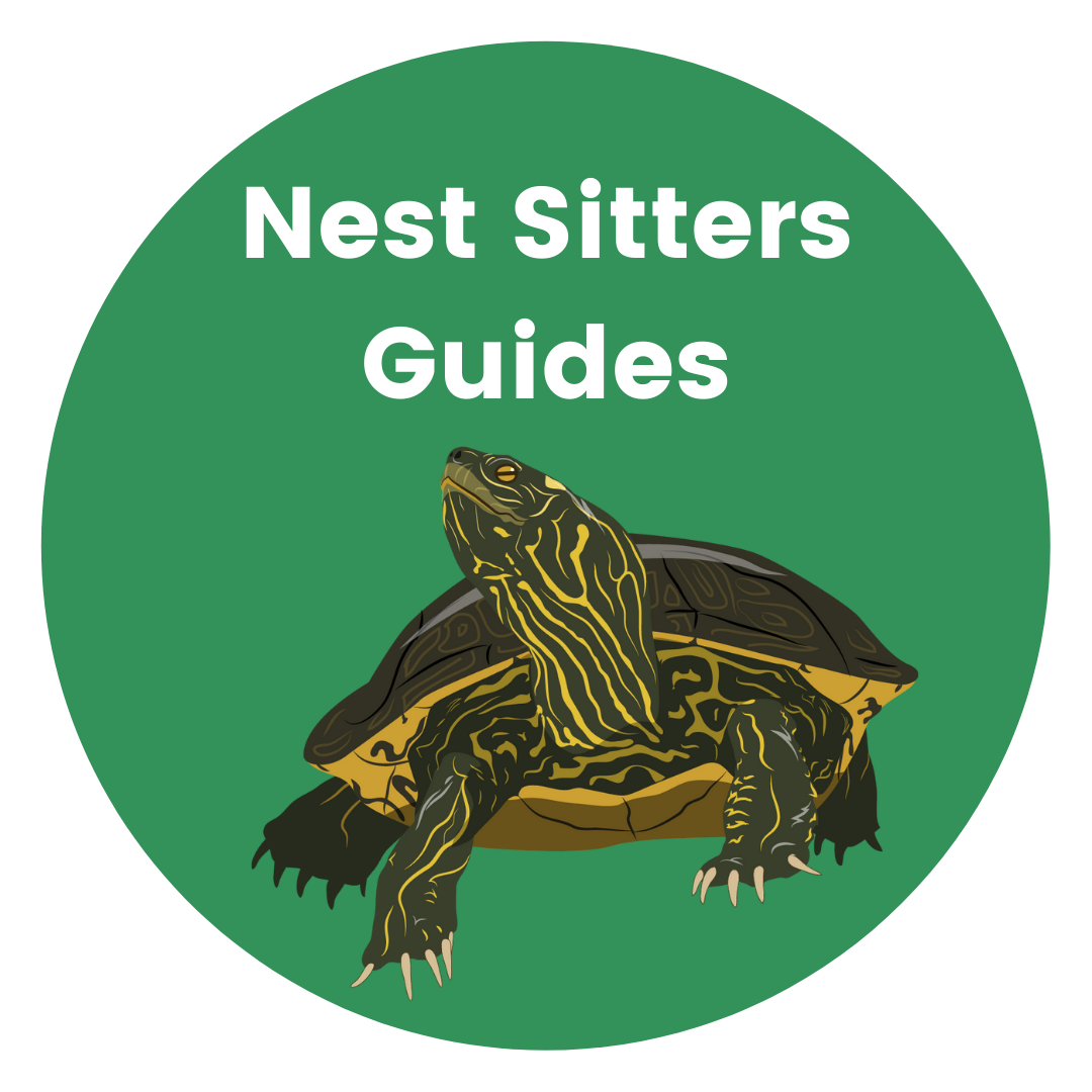 Nest sitters Guides