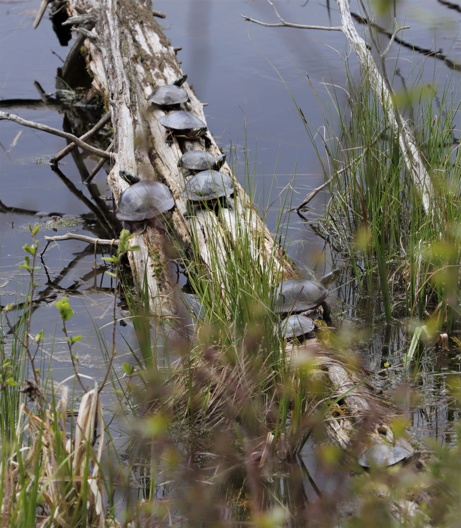 Grassroots Efforts to Save Turtles