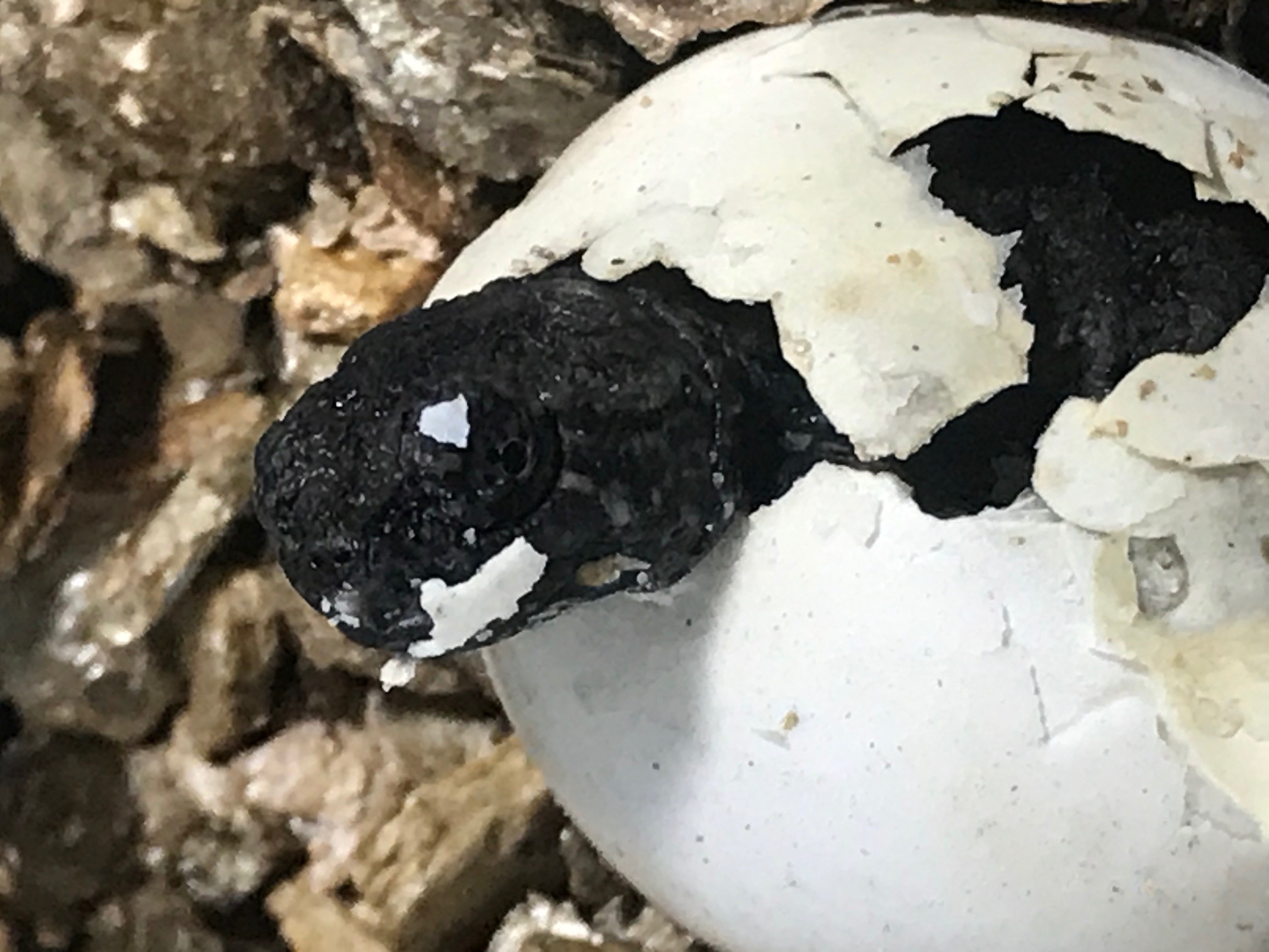 egg