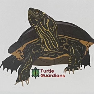 Map Turtle Sticker