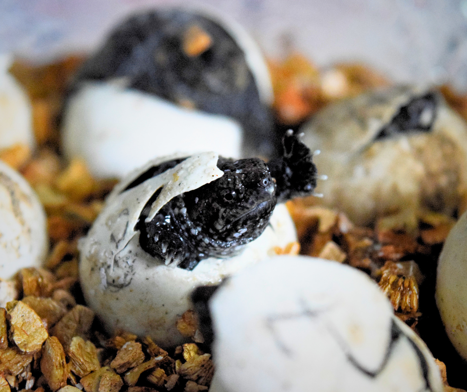 hatchling