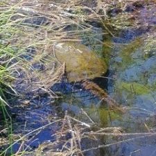 Gelert road wetland 2