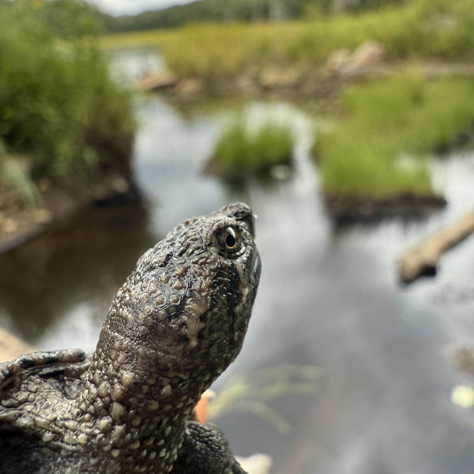 (High quality) SNTU hatchling