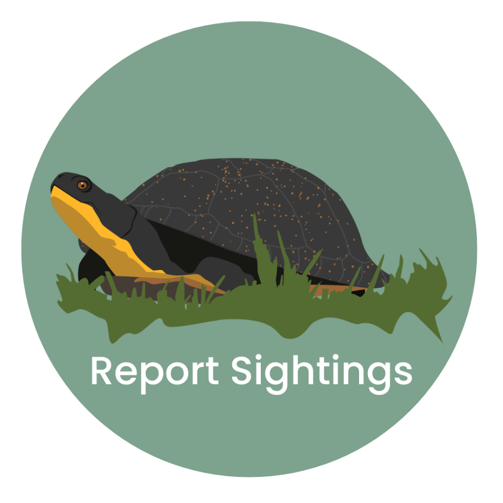 Turtle Report Sightings