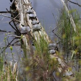 Wetland Conservation