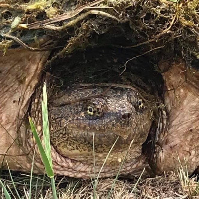 earth turtle 2