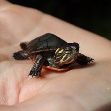 mptu hatchling on palm