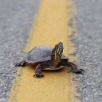 paint on road. 3. jory