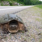 road turtles
