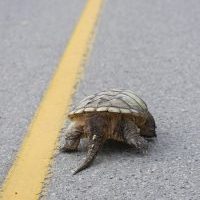 snapper bum on road. jory